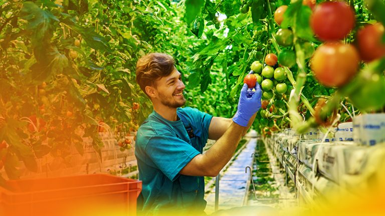 la importancia de la seguridad en los trabajadores de la agroindustria.