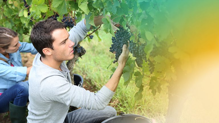 El sector agrícola, dinamizador de la economía española